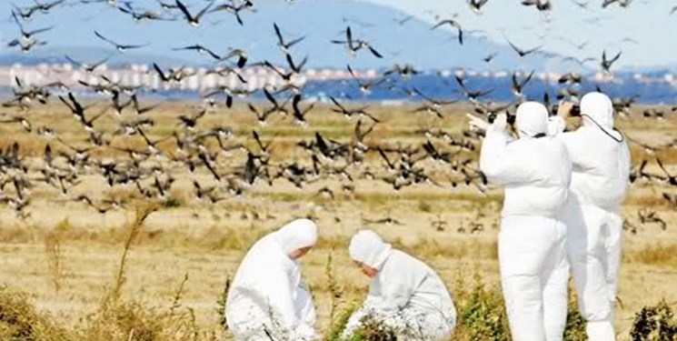 هیچ کانونی از شیوع بیماری آنفلوانزای فوق حاد پرندگان گزارش نشده است