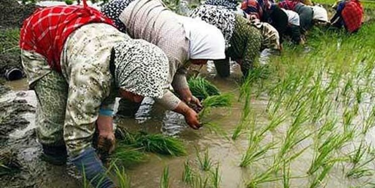 الگوی کشت از اقدامات جسورانه دولت سیزدهم است/ شیوه‌نامه صادرات دام فسادزا بود