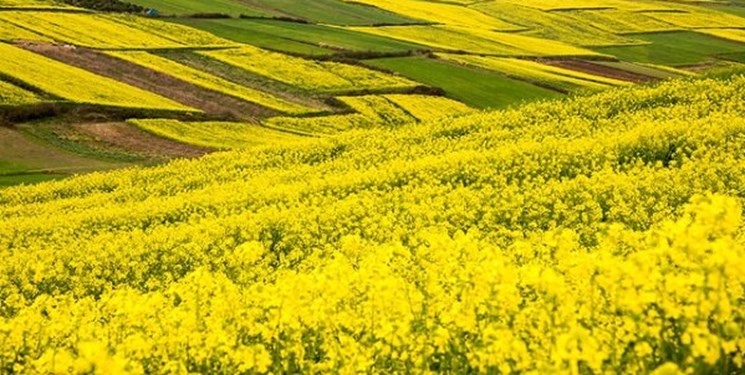 اعلام قیمت تضمینی کلزا و سویا برای سال زراعی ۱۴۰۲-۱۴۰۱