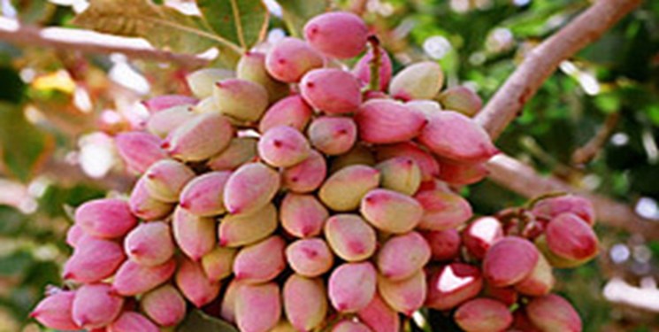 تصویب ۱۰ هزار میلیارد تومان برای باغات پسته خسارت دیده از سرمازدگی