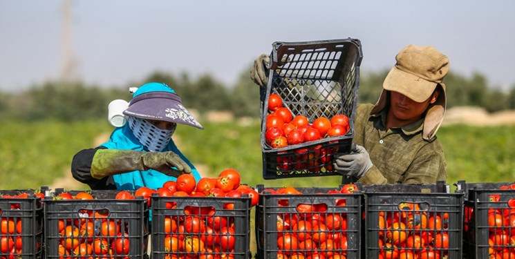 برنامه جدید دولت برای مدیریت بازار محصولات کشاورزی/ تعرفه‌‌ صادرات تغییر می‌کند