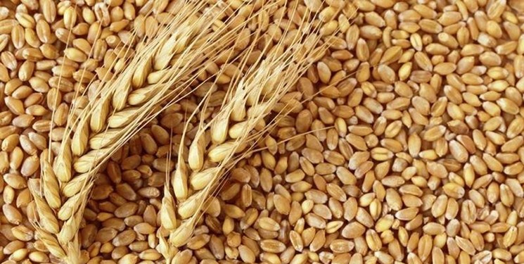 رشد 40 دلاری قیمت گندم در یک روز