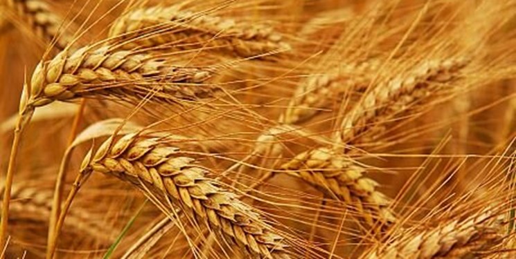 وزیر جهاد امروز برای افزایش نرخ خرید گندم با رئیس جمهور صحبت می کند