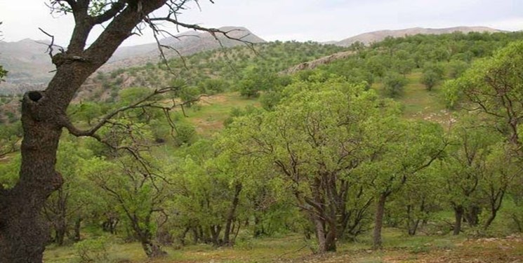 زمزمه برداشت دوباره از جنگل