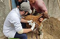 افزایش ۵۰ درصدی صدور مجوز‌های دامپزشکی در درگاه ملی مجوز‌ها