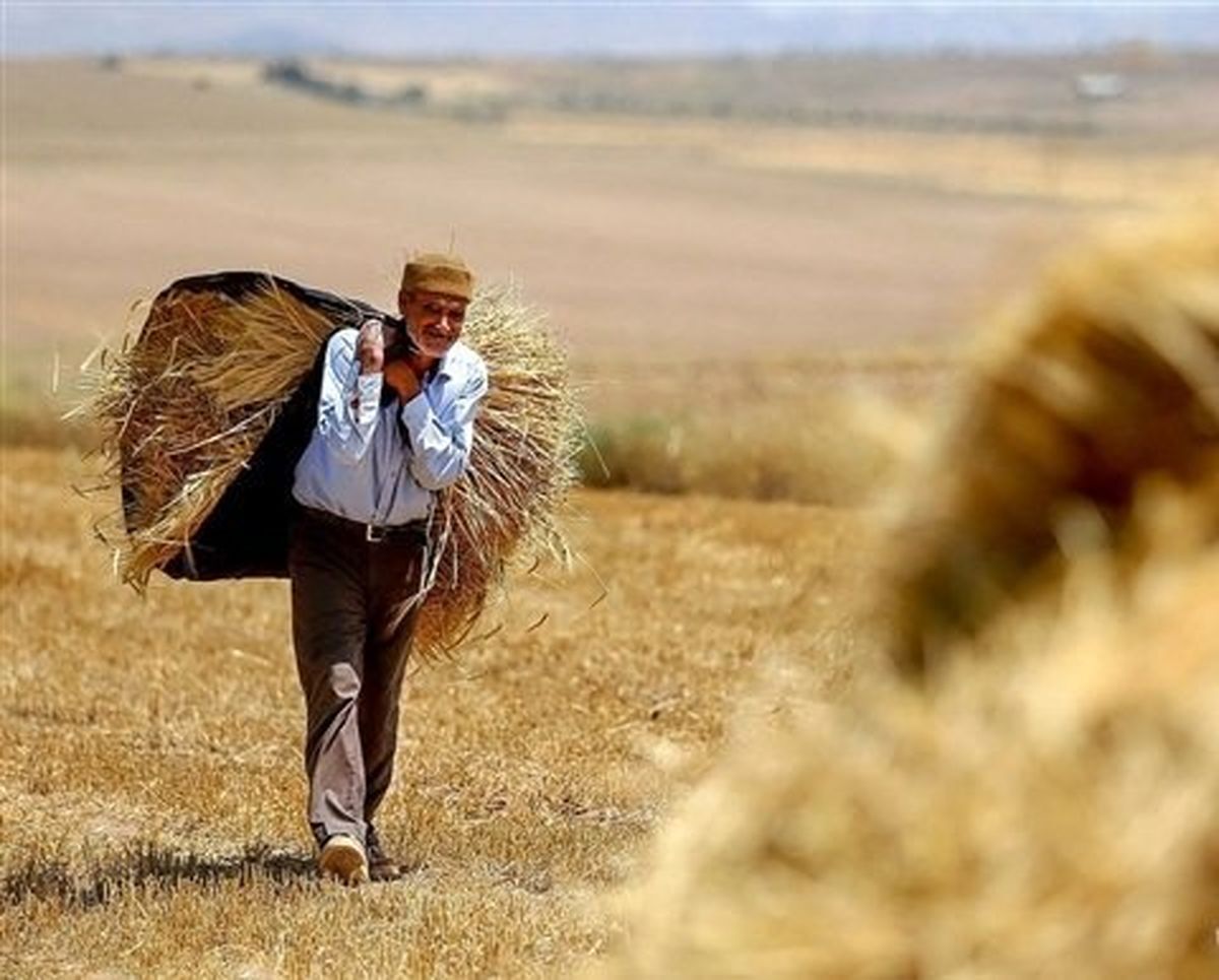 خرید تضمینی گندم از مرز ۱۰ میلیون و ۲۵۰ هزار تن گذشت