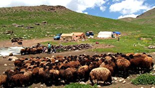 حمایت از عشایر با در اختیار قراردادن نهاده دام ارزان قیمت