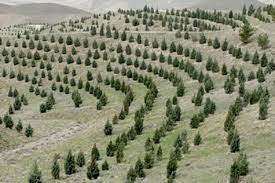 مشارکت زنان در اجرای طرح کاشت یک میلیارد نهال